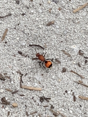 Dasymutilla bioculata