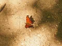 Polygonia progne