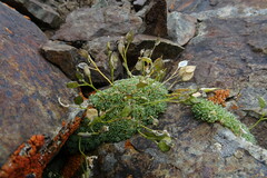 Draba rigida