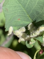 Blaesodiplosis
