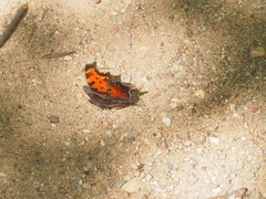Polygonia progne