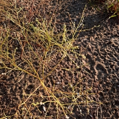 Cycloloma atriplicifolium