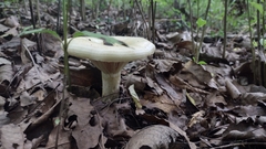 Lactarius argillaceifolius
