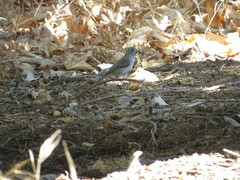 Baeolophus inornatus