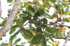 Polioptila dumicola