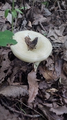 Lactarius argillaceifolius
