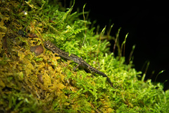 Plethodon welleri
