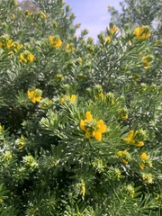 Genista linifolia