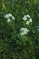 Anemonastrum fasciculatum