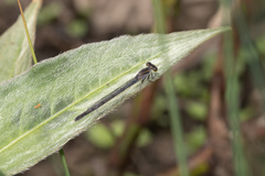 Ischnura heterosticta
