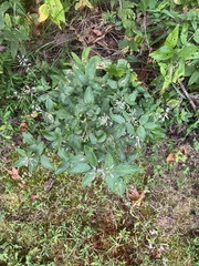 Desmodium