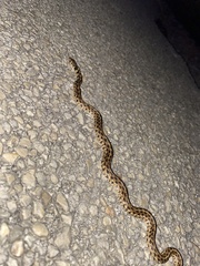 Thamnophis marcianus