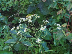 Doellingeria umbellata
