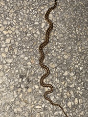 Thamnophis marcianus