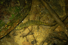Desmognathus amphileucus