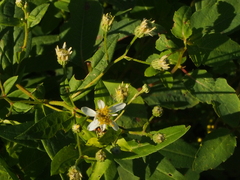 Doellingeria umbellata