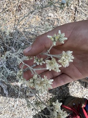 Pseudognaphalium canescens
