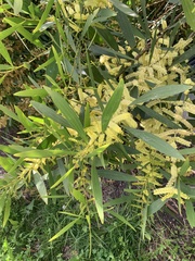 Acacia floribunda