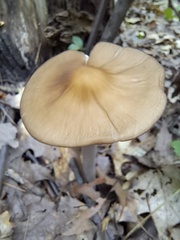 Oudemansiella