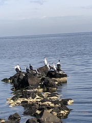 Phalacrocorax varius