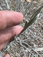 Pseudognaphalium canescens