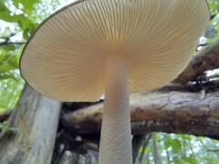 Oudemansiella