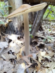 Oudemansiella