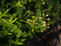 Doellingeria umbellata