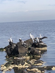 Phalacrocorax varius