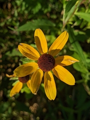 Rudbeckia