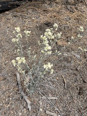 Pseudognaphalium canescens