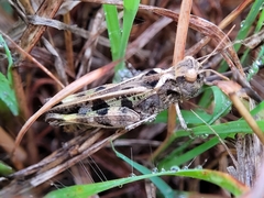 Oedipodinae