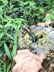 Plestiodon fasciatus