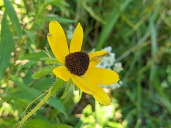 Rudbeckia