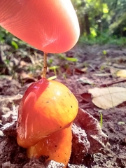 Limacella