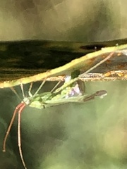 Trigonotylus