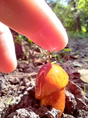 Limacella
