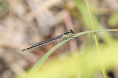 Ischnura heterosticta