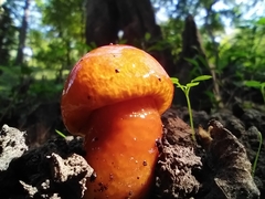 Limacella