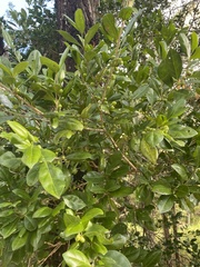 Cyclophyllum coprosmoides