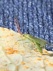 Trigonotylus