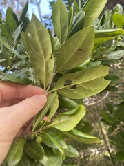 Cyclophyllum coprosmoides