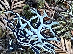 Hypogymnia imshaugii