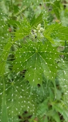 Cnidoscolus angustidens