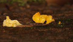 Dacrymyces spathularia