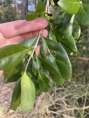 Cyclophyllum coprosmoides