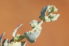 Atriplex lindleyi lindleyi