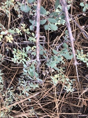 Symphoricarpos rotundifolius