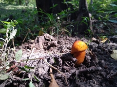 Limacella