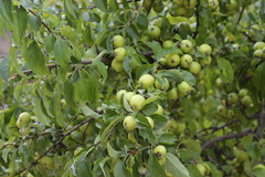Malus sieversii